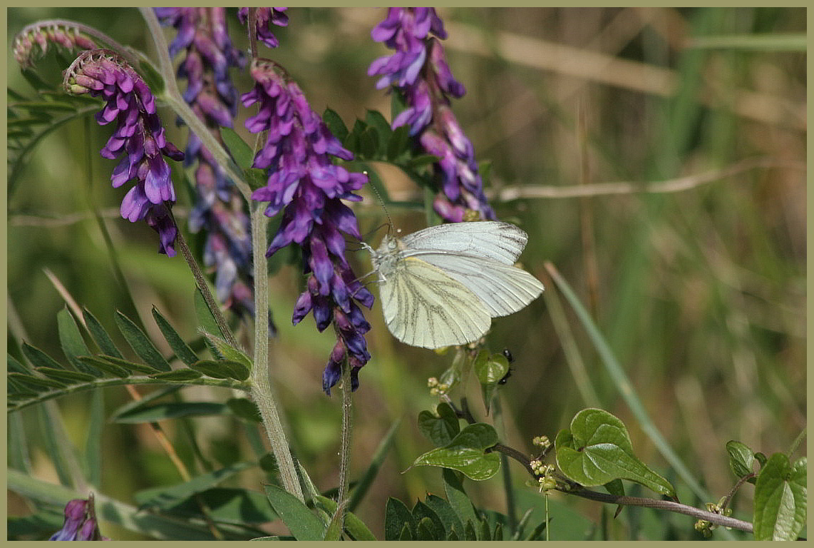 Pieris bryoniae?